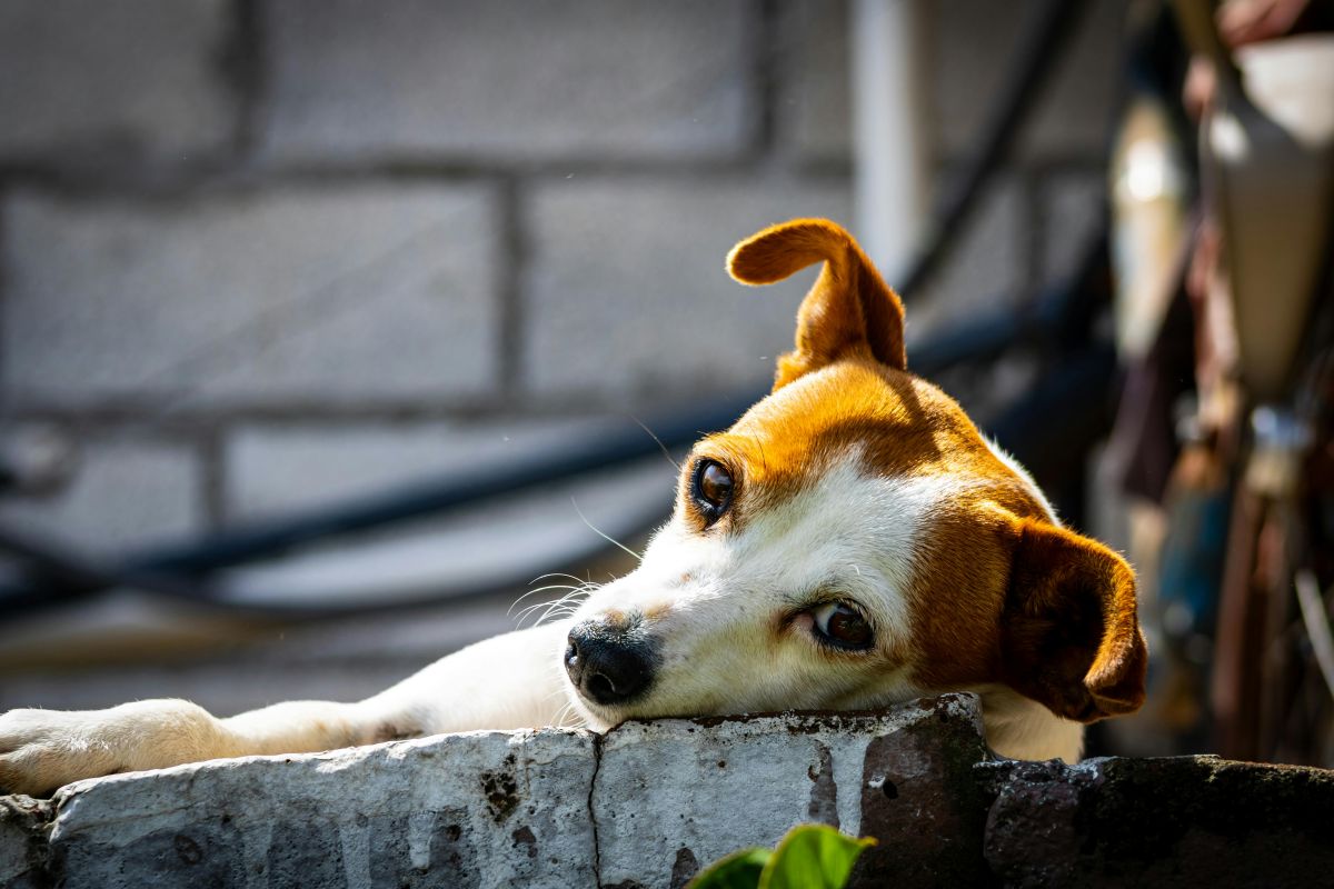 Derechos legales en adopción de mascotas Barcelona