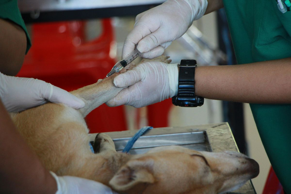 Qué hacer ante negligencia veterinaria en Barcelona